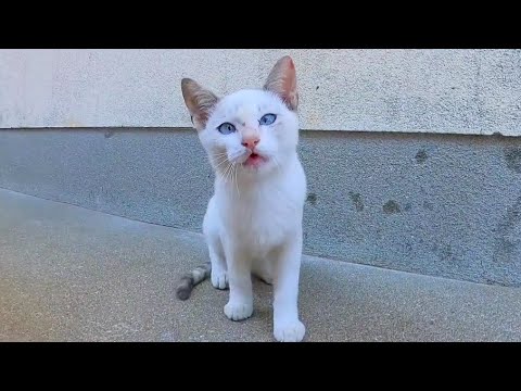 漁港の街の路地裏にいた白猫の子猫達がカワイ過ぎる(YouTube)