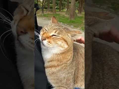 【cat】ひざにのって抱きついてくる猫(YouTube)