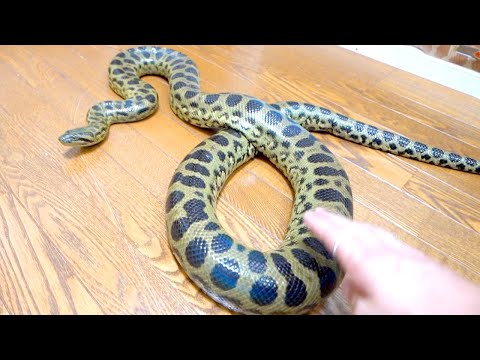 【顔面アタック】掃除の訴え方が怖すぎるアナコンダ(YouTube)