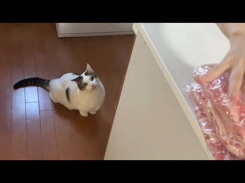 勘違いに気づかず生の豚肉を「くれー！」と連呼する猫(YouTube)