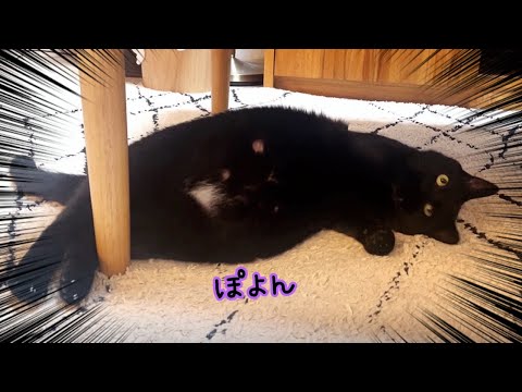 おデブになった黒猫がお魚ダンスダイエット始めました(YouTube)