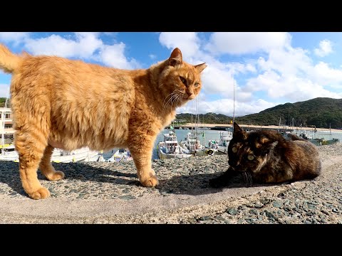 サビ猫が「モフるならこの子にして」と茶トラ猫を紹介してくれた(YouTube)