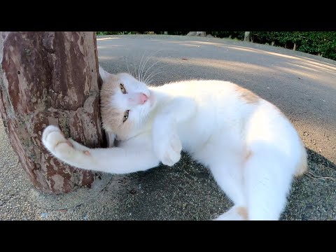 上機嫌で遊ぶミルクティー猫の所に黒マスクの猫がやって来て•••(YouTube)