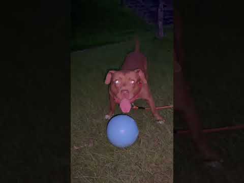 犬界のネイマールw#shorts(YouTube)