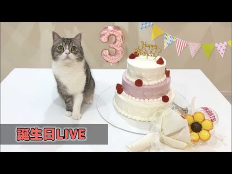 【祝3歳】もち様の誕生日LIVE🎉(YouTube)
