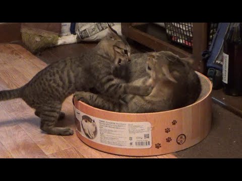 譲れないお姉さん猫と子猫が夢中になり過ぎた結果(YouTube)