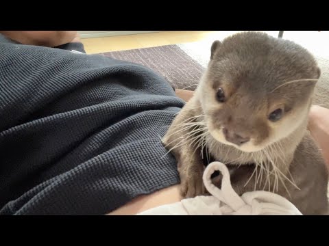 カワウソにヘソをいじられすぎて笑いが止まらない飼い主 owner whose belly button is teased too much by an otter(YouTube)