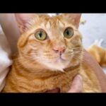呼んだら絶対来てくれる猫の弟妹愛がすごい(YouTube)