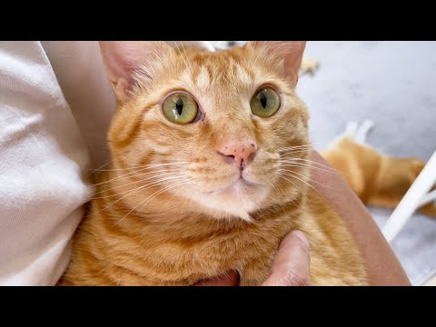 呼んだら絶対来てくれる猫の弟妹愛がすごい(YouTube)