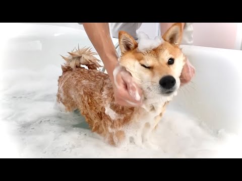 水が苦手な柴犬に泡風呂をはじめて体験させてみたら(YouTube)