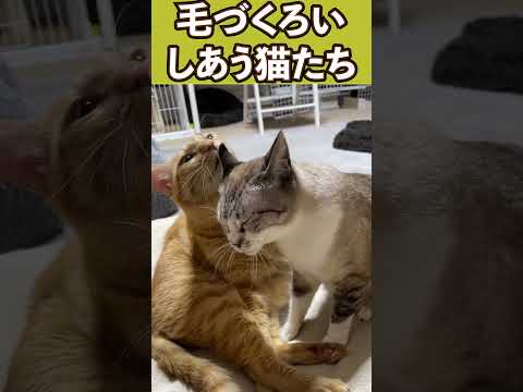毛づくろいしあう猫たちが可愛い…！　#shorts(YouTube)