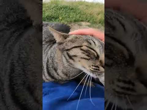 顔見たら全力で走ってくる野良猫が可愛過ぎる(YouTube)