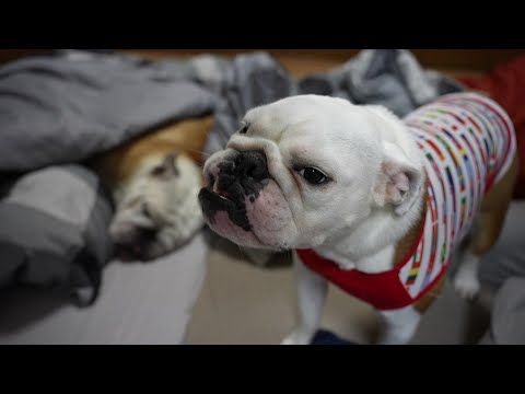 訳あって朝4時に叩き起こされた愛犬から不服申し立てを受けました…(YouTube)