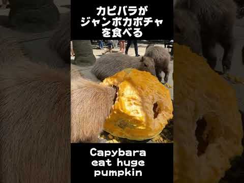 頭をつっこんで食べるカピバラ Capybara eat huge pumpkin #shorts(YouTube)