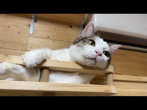 「しっかり埋めようやぁ～」って笑顔で言いたくなる猫(YouTube)