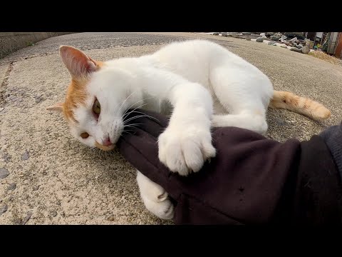 噛み噛み攻撃に疲れて、だんだんと大人しくなる凶暴猫ちゃん(YouTube)