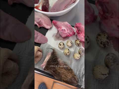 【閲覧注意】最強な犬ピットブルの餌がヤバすぎる#shorts(YouTube)