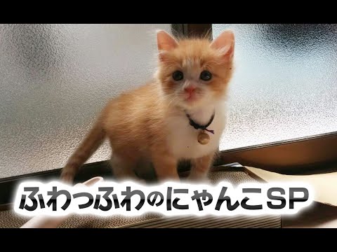 【猫動画】ふわっふわのにゃんこSP〜にゃんともパレード〜#221(YouTube)