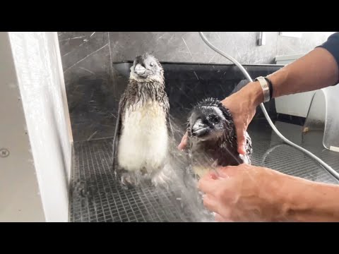 ペンギンの赤ちゃん達はう○ちをするのがお仕事です(YouTube)