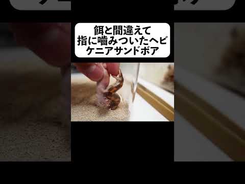餌と間違えて指に噛み付いたヘビ【フルverは概要】#shorts(YouTube)