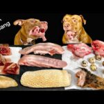 珍しい食材を食べまくるピットブルの咀嚼音がクセになる【閲覧注意ASMR】(YouTube)