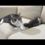 ソファーでお漏らしした犯人がどっちか問い詰めたらこうなりました…w(YouTube)