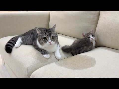 ソファーでお漏らしした犯人がどっちか問い詰めたらこうなりました…w(YouTube)