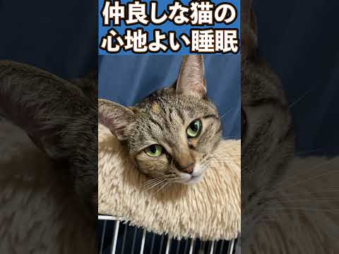 仲良しな猫は寝るときもこうなります…　#shorts(YouTube)