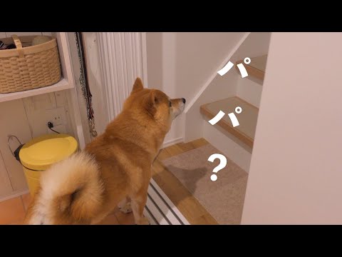 4年ぶりにパパがいない日、柴犬のある行動に涙が出ました。(YouTube)
