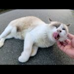 タヌキみたいなシャム猫が足にスリスリして甘えてきた(YouTube)