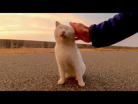 夕方の港にいた白猫を撫でると懐いて膝の上に乗ってきた(YouTube)