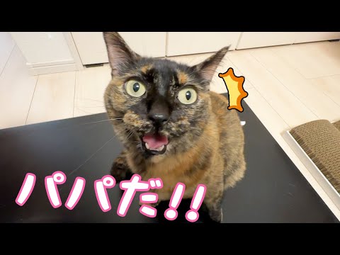 ママよりもパパが大好きになってきたサビ猫モモちゃん(YouTube)