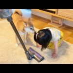 ダイソンで柴犬の抜け毛を吸いとったら予想外の結末に…(YouTube)