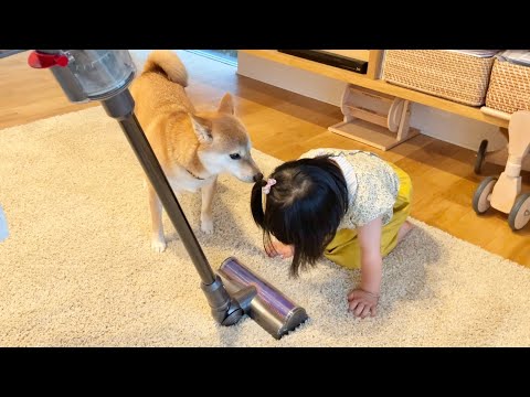 ダイソンで柴犬の抜け毛を吸いとったら予想外の結末に…(YouTube)