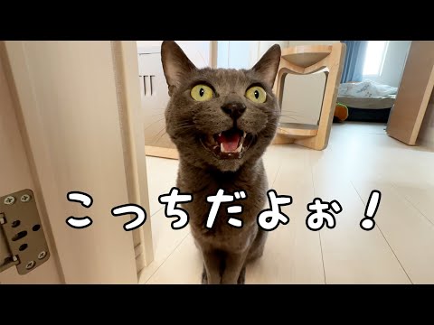 最近ハムちゃんがとっても寂しがりです…！(YouTube)