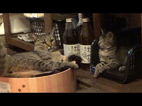 本気でバリバリボウルが欲しい猫が２匹(YouTube)