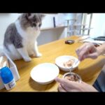 初めて高級缶詰を味わう子猫の反応がかわいい(YouTube)