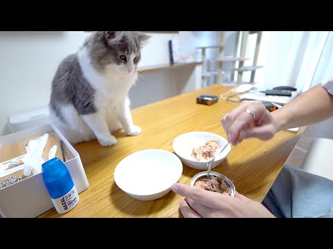 初めて高級缶詰を味わう子猫の反応がかわいい(YouTube)