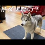 YouTubeの動物動画を参考に動物を飼ってはいけない理由(YouTube)