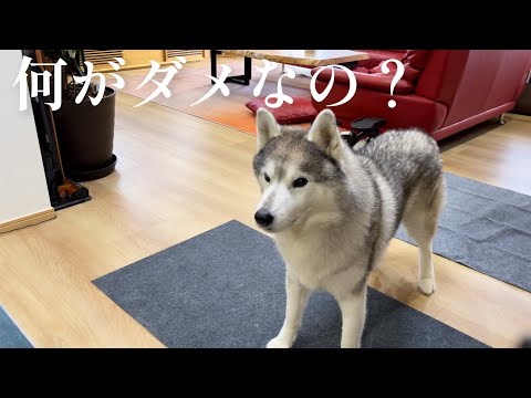 YouTubeの動物動画を参考に動物を飼ってはいけない理由(YouTube)
