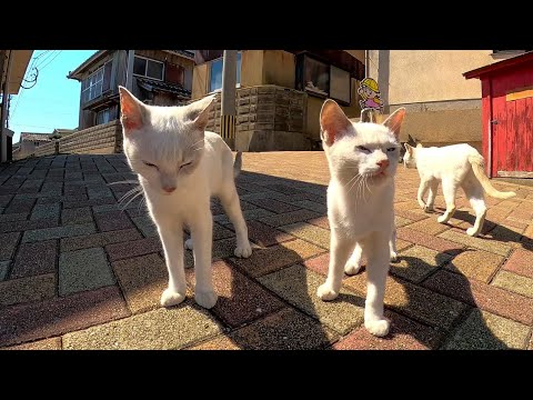 感動猫動画 のライブ配信(YouTube)