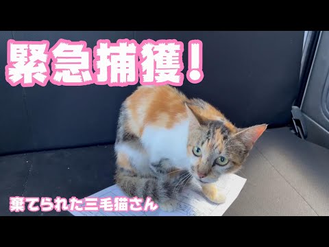 緊急捕獲！　もう無茶苦茶です(YouTube)