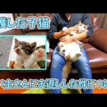 道路で緊急保護した子猫クリリンを飼い主さんにお返しした件について(YouTube)