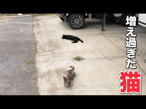 あにまるずにある相談が来ました。ご近所の増えすぎた猫を救え！(YouTube)