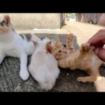 一人遊びに夢中な子猫ちゃん、心配なのでママ猫の所へ送り届けた(YouTube)