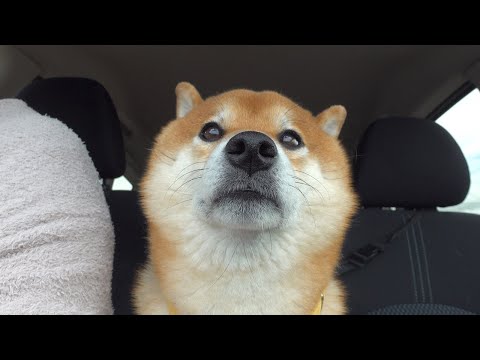 柴犬が間違って妹の病院についていった結果。(YouTube)