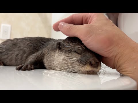 いつでもリラックスしているカワウソが調子に乗り始めた！ The ever-relaxed otter is starting to get on a roll!(YouTube)