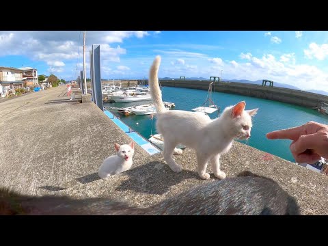 猫島で岸壁に座ると隣でノンビリ寝る大人猫と周りをチョロチョロ動き回る子猫がいて楽しい(YouTube)