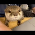動画の自分の映り具合を確認しに来るカワウソ Otter coming to check his reflection in the video(YouTube)