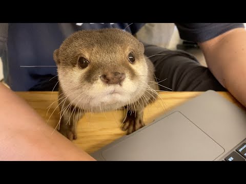 動画の自分の映り具合を確認しに来るカワウソ Otter coming to check his reflection in the video(YouTube)